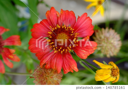 Red Blanket Flower in Bloom Red Blanket Flower in Bloom 140785161