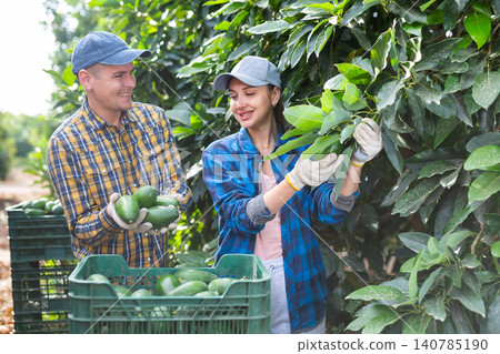 Positive man and woman harvesting avocados together in an orchard Positive man and woman harvesting avocados together in an orchard 140785190