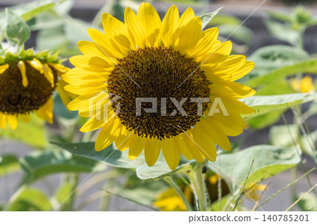 Bright sunflower blossoms reaching straight up towards the blue sky Bright sunflower blossoms reaching straight up towards the blue sky 140785201