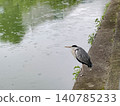 A grey heron stands by the riverbank, stalking its prey. 140785233