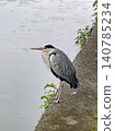 A grey heron stands by the riverbank, stalking its prey. 140785234