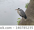 A grey heron stands by the riverbank, stalking its prey. 140785235