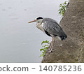 A grey heron stands by the riverbank, stalking its prey. 140785236