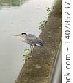A grey heron stands by the riverbank, stalking its prey. 140785237