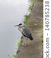 A grey heron stands by the riverbank, stalking its prey. 140785238