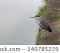 A grey heron stands by the riverbank, stalking its prey. 140785239