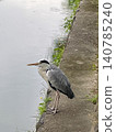 A grey heron stands by the riverbank, stalking its prey. 140785240