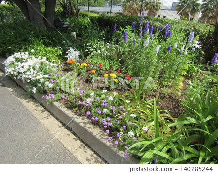 銀菊、鼠尾草、萬壽菊、馬鞭草、貓頭草 銀菊、鼠尾草、萬壽菊、馬鞭草、貓頭草 140785244