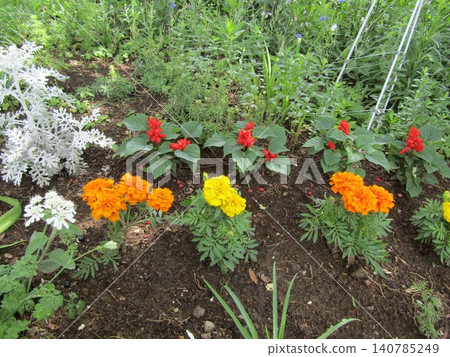 Red salvia and yellow and orange marigold flowers 140785249