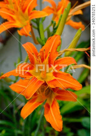 Orange Daylily Flower with Buds 140785251