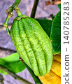 Ripe Buddha's Hand lemon (Mano di Buddha) on a tree in Sicily  140785283