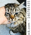 cat playing with hand 140785435
