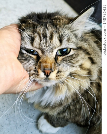 cat playing with hand cat playing with hand 140785435