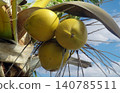 Coconut palm tree with green unripe fruits under blue sky 140785511