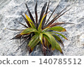 Green plant growing on gray rock showing resilience 140785512