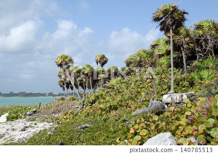 Tulum coast with tropical palm trees and caribbean sea Tulum coast with tropical palm trees and caribbean sea 140785513