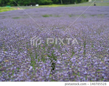 Lavender fields blooming across the Tambara Plateau 140785528