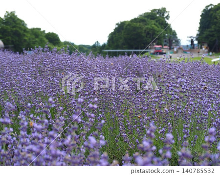 Lavender fields and sky of Tambara Plateau 140785532