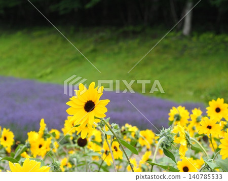 Sunflower and lavender fields in Tambara Plateau 140785533