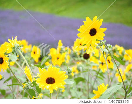 Sunflower fields and lavender in Tambara Plateau Sunflower fields and lavender in Tambara Plateau 140785535
