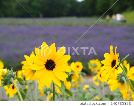 The scenery of sunflowers and lavender fields in Tambara Plateau 140785538