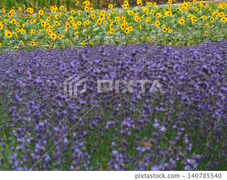Lavender and sunflower fields in Tambara Plateau 140785540
