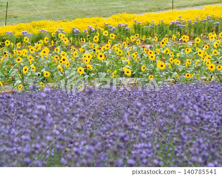 The colorful summer flower fields of Tambara Lavender Park 140785541