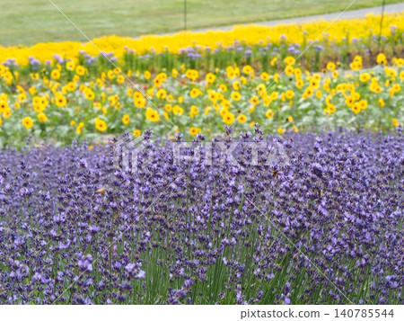 Lavender fields and sunflower fields in Tambara Plateau 140785544