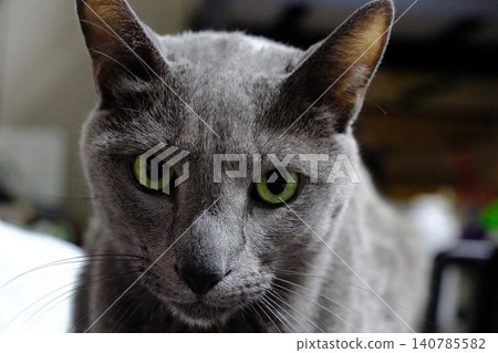 Russian Blue Cat Portrait Russian Blue Cat Portrait 140785582