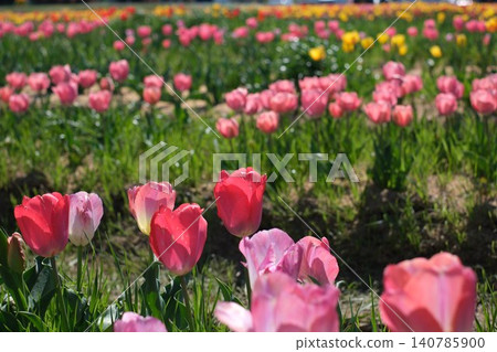 Tulip flowers blooming in the spring flowerbed 140785900