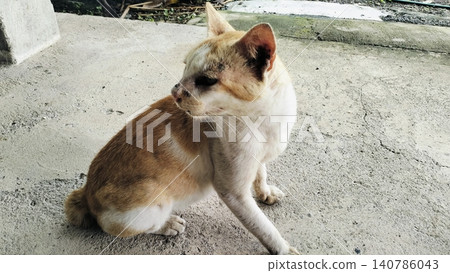 Stray Ginger and White Cat Sitting on Concrete Ground Stray Ginger and White Cat Sitting on Concrete Ground 140786043