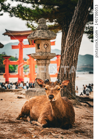 日本廣島縣安藝市宮島嚴島神社和鹿 日本廣島縣安藝市宮島嚴島神社和鹿 140786053