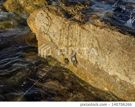 A small wild crab sits on a large golden rock as waves from the ocean crash nearby. This scene shows life at the coast and the relationship between land and sea. A small wild crab sits on a large golden rock as waves from the ocean crash nearby. This scene shows life at the coast and the relationship between land and sea. 140786266
