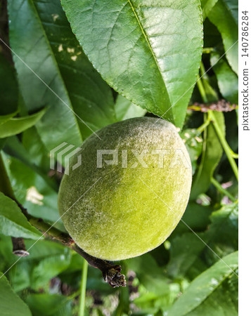 A close up view shows an unripe green peach covered in soft fuzz hanging on a branch. The peach is surrounded by bright green leaves in the orchard. The weather is sunny. A close up view shows an unripe green peach covered in soft fuzz hanging on a branch. The peach is surrounded by bright green leaves in the orchard. The weather is sunny. 140786284