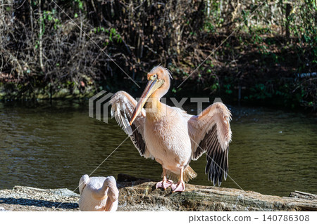 White Pelican, Pelecanus onocrotalus also known as the Eastern White Pelican White Pelican, Pelecanus onocrotalus also known as the Eastern White Pelican 140786308