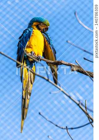 The Blue-and-yellow Macaw, Ara ararauna is a large South American parrot The Blue-and-yellow Macaw, Ara ararauna is a large South American parrot 140786309
