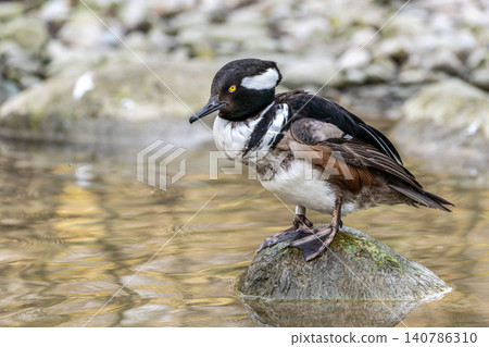 Male hooded merganser, Lophodytes cucullatus in breeding plumage on a lake in the English Garden in Munich, Germany Male hooded merganser, Lophodytes cucullatus in breeding plumage on a lake in the English Garden in Munich, Germany 140786310