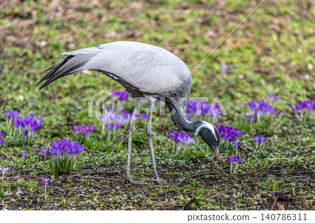 Demoiselle Crane, Anthropoides virgo are living in the bright green meadow during the day time Demoiselle Crane, Anthropoides virgo are living in the bright green meadow during the day time 140786311