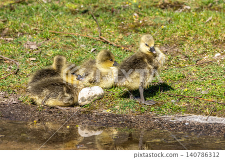 Beautiful yellow fluffy greylag goose baby gosling in spring, Anser anser 140786312