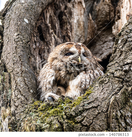 The tawny owl, Strix aluco perched on a twig The tawny owl, Strix aluco perched on a twig 140786313