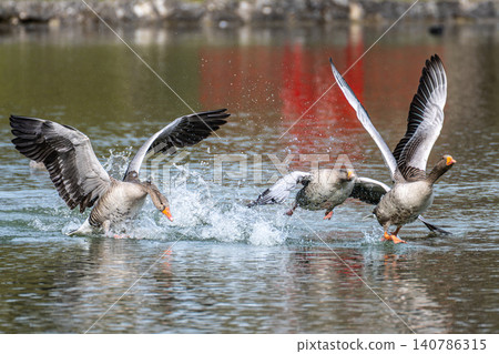 The greylag goose, Anser anser is a species of large goose The greylag goose, Anser anser is a species of large goose 140786315