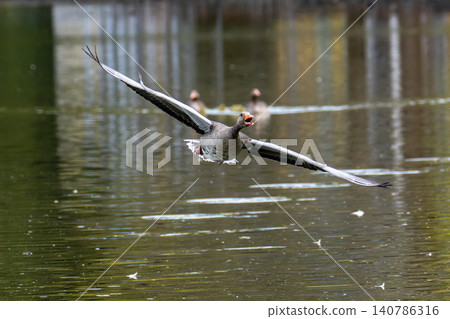 The flying greylag goose, Anser anser is a species of large goose The flying greylag goose, Anser anser is a species of large goose 140786316