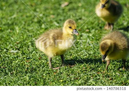 Beautiful yellow fluffy greylag goose baby gosling in spring, Anser anser Beautiful yellow fluffy greylag goose baby gosling in spring, Anser anser 140786318