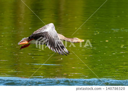 The flying greylag goose, Anser anser is a species of large goose The flying greylag goose, Anser anser is a species of large goose 140786320