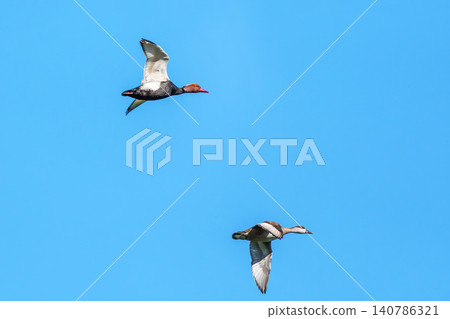 Red-crested Pochard, Netta rufina flying over a lake at Munich, Germany Red-crested Pochard, Netta rufina flying over a lake at Munich, Germany 140786321
