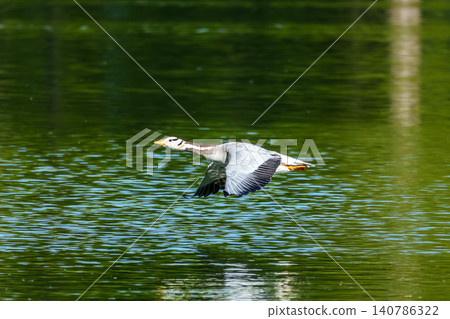 The bar-headed goose, Anser indicus flying over a lake in English Garden in Munich The bar-headed goose, Anser indicus flying over a lake in English Garden in Munich 140786322