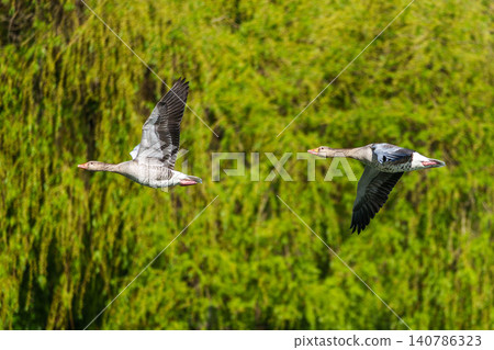 The flying greylag goose, Anser anser is a species of large goose 140786323