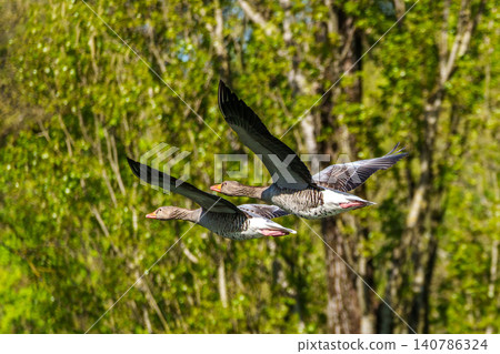 The flying greylag goose, Anser anser is a species of large goose The flying greylag goose, Anser anser is a species of large goose 140786324