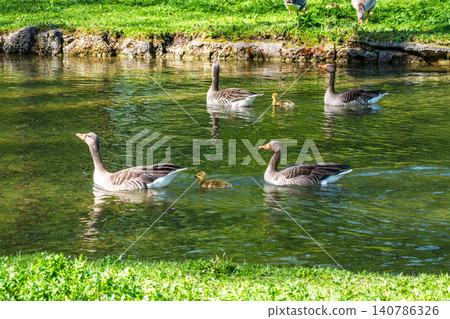 Family of greylag geese, Anser anser with small babies. Family of greylag geese, Anser anser with small babies. 140786326
