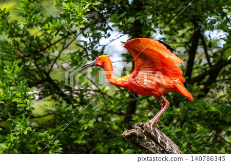 The Scarlet ibis, Eudocimus ruber is a species of ibis in the bird family Threskiornithidae. The Scarlet ibis, Eudocimus ruber is a species of ibis in the bird family Threskiornithidae. 140786345